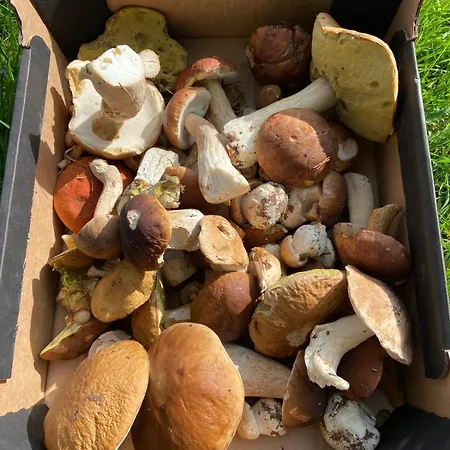 Level 2 Casa de Férias